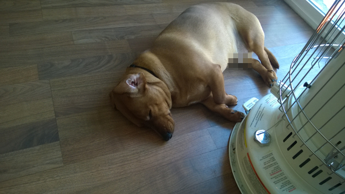 I wasn't sure if I needed to pixelate just the wiener or the entire weiner dog