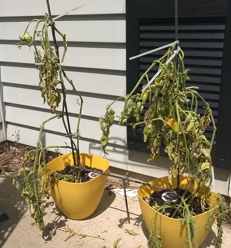 tomato_plants