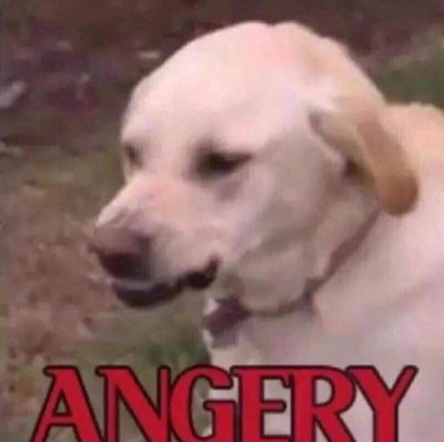 Angery doggo